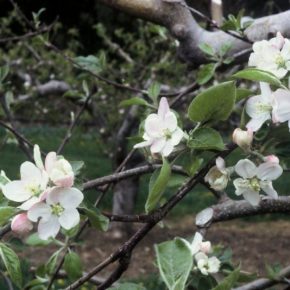 Быстрое применение защиты после цветения садов помогает сохранить потенциал урожая