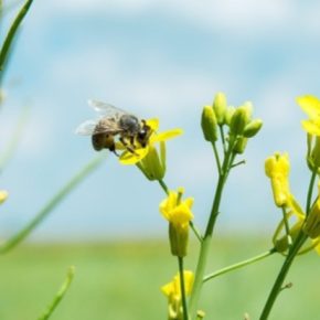 Склеротиниоз рапса: почему одна пропущенная обработка уничтожает половину урожая