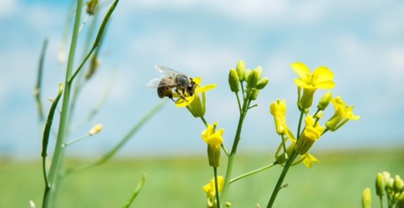 Склеротиниоз урожая