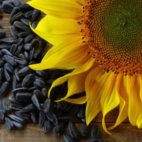 Подсолнечник пересек 30 000 грн/т: рынок ломает сезонную логику