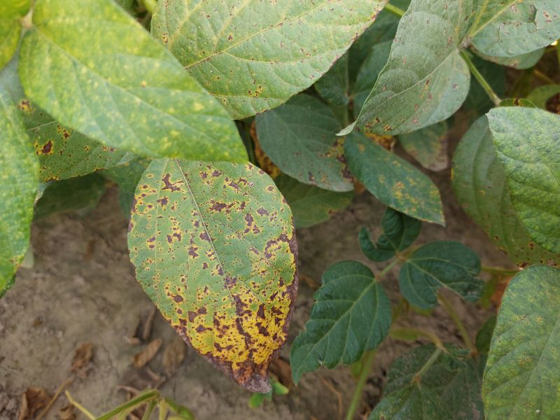 Современные подходы к контролю грибных болезней</p>
<p> Рис. 1. Симптомы развития септориоза сои</p>
<p>При прогрессировании заболевания происходит постепенное восходящее распространение инфекции на средний и верхний ярусы растения. Характерная черта — слияние отдельных пятен в большие некротические участки, что приводит к преждевременному пожелтению и опаданию листьев.</p>
<p>Патологический процесс приводит к существенному нарушению фотосинтетической активности растений из-за уменьшения ассимиляционной поверхности и разрушения хлорофилла в пораженных тканях. Это негативно влияет на процессы налива семян и, как следствие, вызывает немалые потери урожая, которые могут достигать 10–30%. Кроме количественных потерь, наблюдается ухудшение качественных показателей семян, в частности снижение содержания белка и масла. Патогенез склеротиниоза сои Склеротиниоз сои, вызванный фитопатогенным грибом Sclero, — одно из самых опасных заболеваний, которое приводит к существенным экономическим потерям в соевом производстве. Особенность патогена – его способность поражать широкий спектр сельскохозяйственных культур и формировать устойчивые структуры выживания – склероции.</p><!-- adman_adcode (middle, 1) --><script async src=