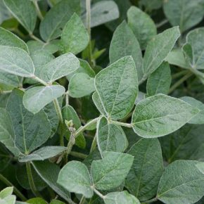 Современные подходы к контролю грибных болезней сои: комплексное решение актуальных вызовов