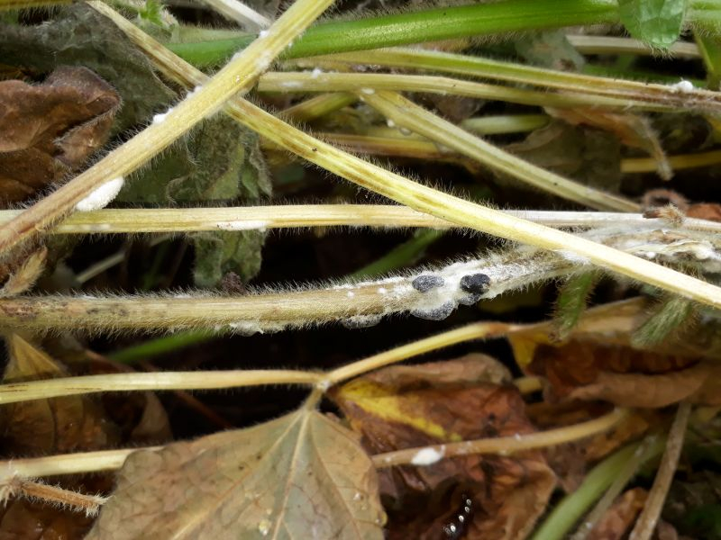 Современные подходы к контролю грибных болезней сои></p>
<p style=