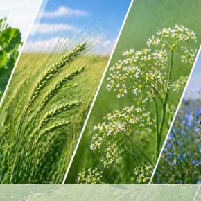 Потери озимого гороха после зимы: чем пересевать и что выбирают фермеры