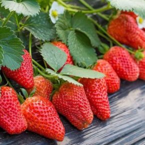 Заработок на клубнике: почему 300 грн/кг в апреле – это вершина