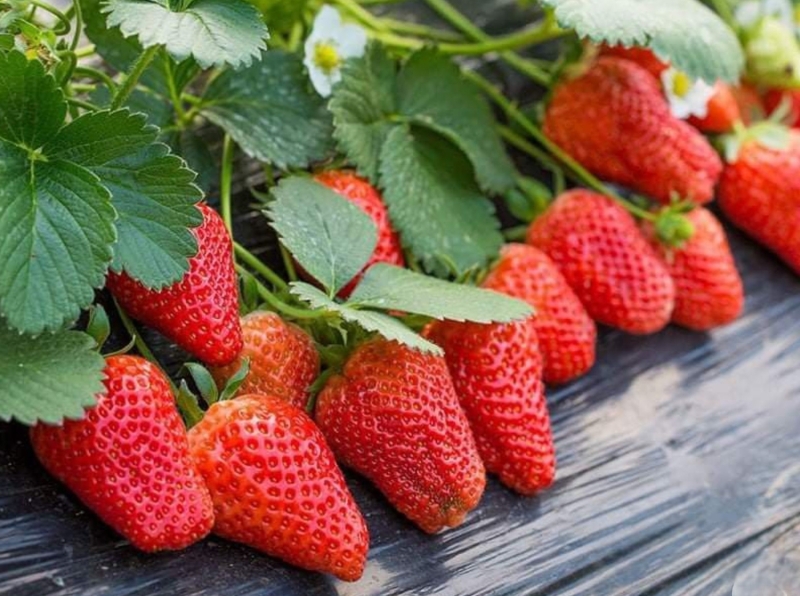 Заработок на клубнике: почему 300 /></p>
<p><strong><em>Клубника за 300 гривен — это не бизнес. Это единственный момент в сезоне, когда цена покрывает расходы тепличного хозяйства. Через несколько недель она упадет вдвое. Объясняем механику</em></strong></p>
<p>В Закарпатье местные фермеры начали продавать раннюю ягоду урожая в 2026 году примерно по 300 грн/кг — и именно этот уровень стал ориентиром для первых партий украинской тепличной клубники. По данным оптового рынка «Шувар» во Львове цена уже снизилась с 237 до 200 грн/кг. В Киевских сетях — дороже.</p>
<p>Три сотни за килограмм выглядят как сверхприбыль. На самом деле это предел рентабельности для тех, кто выращивает в теплице с агроволокном и полиэтиленом. Почему тепличный фермер не зарабатывает столько, сколько кажется</strong></p><!-- adman_adcode (middle, 1) --><script async src=