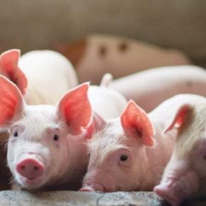 Заработок на свиноводстве: USDA прогнозирует +350 тысяч голов и стабильные цены в год