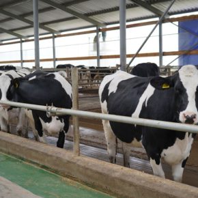 Убытки на молочных фермах: апрель – последний месяц для решения