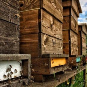 Ущерб от гибели пчел: почему апрель решает урожай