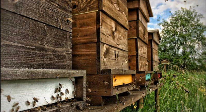 Ущерб от гибели пчел> </p>
<p><strong><em>В Украине до 70% урожая зависит от опыления пчелами. Зима 2025-2026 оказалась сложной — массовая гибель пчелиных семей в нескольких областях. Сезон цветения уже начинается. Кто не подготовится сейчас – потеряет урожай летом.</em></strong></p>
<p>Зима оказалась разрушительной для пчеловодства. В Винницкой области после зимовки в областную лабораторию обратилось более сотни пчеловодов с фактами массовой гибели пчелиных семей. Хозяйства вынуждены восстанавливать пасеки – стоимость одного пчелопакета на четыре рамки стартует от 2 500 грн. И это в момент, когда цветение ивы абрикосов и яблонь — важнейший период медосбора и опыления — уже начинается.</p>
<p>Для фермера это не только проблема пчеловодов рядом. Это прямая угроза собственному урожаю. В Украине до 70% урожая сельскохозяйственных культур зависит от опыления насекомыми — прежде всего пчелами. Подсолнечник без достаточного опыления дает на 40–60% меньше семян. Рапс – еще более зависим. Соя гречка яблоня — все нуждаются в пчелах.</p><!-- adman_adcode (middle, 1) --><script async src=