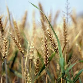 Убытки производителей пшеницы: мировые фьючерсы упали до минимума за 9 месяцев