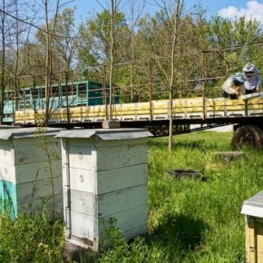 700 ульев пока мужчина служит: как жена держит медовый бизнес 700 ульев пока мужчина служит: как жена держит медовый бизнес
