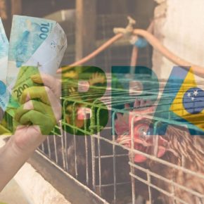 Бразилия борется за возвращение на рынок ЕС - окно для Украины сужается Бразилия борется за возвращение на рынок ЕС - окно для Украины сужается