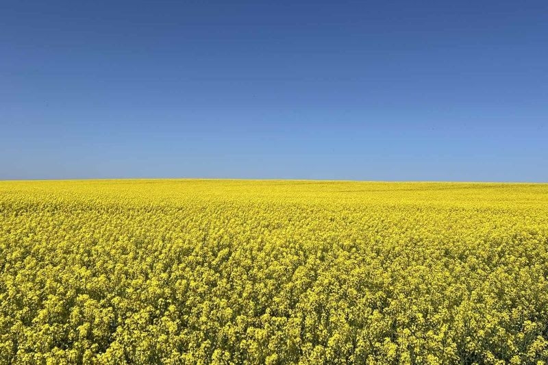 рапса для украинских аграрии