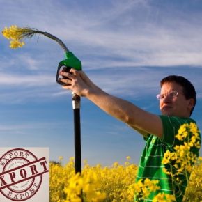 Переработчики выкупают рапс по всей Украине — и платят больше, чем трейдеры