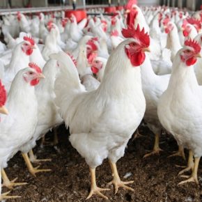 Заработок на курятине: Avesterra увеличивает производство в 5,5 раза и строит биометановый завод