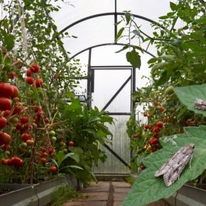 Потери до 100% урожая – в теплице обнаружили карантинного вредителя