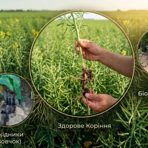 Ущерб до 100% — новый паразит появился на полях рапса