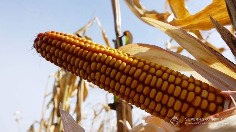 Названо області з найбільшим відставанням у збиранні врожаю кукурудзи