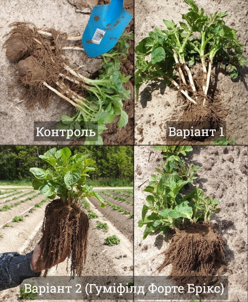 Досліджено вплив регулятора росту на кореневу систему рослин картоплі