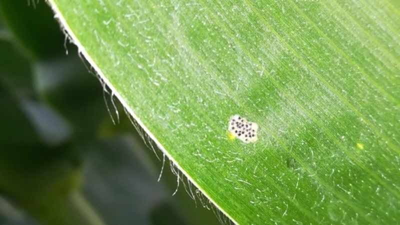 Стебловий метелик шкодить посівам кукурудзи на Харківщині