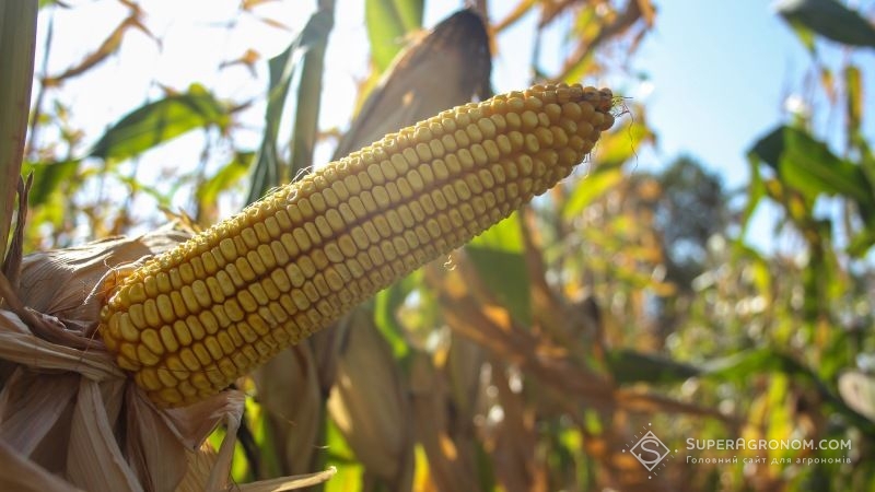 Посуха влітку завадила отриманню рекордних врожаїв кукурудзи в Україні