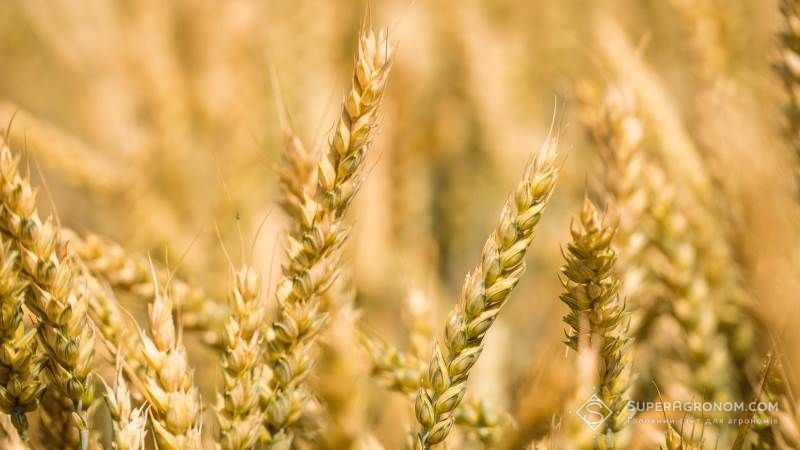 Підвищена вологість повітря і ґрунту негативно вплине на врожай зернових — Адаменко