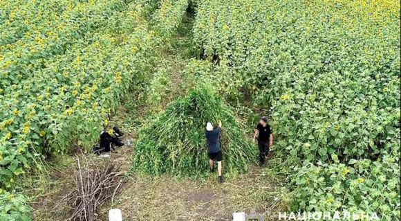 На Кіровоградщині у посівах соняшнику виявили плантацію коноплі