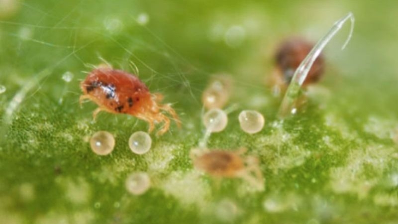 Павутинний кліщ розширює ареал заселення сільгоспкультур