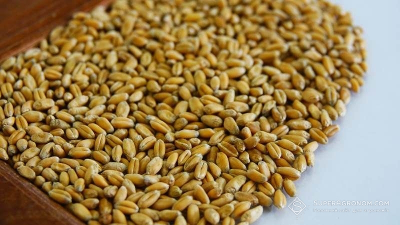 Частка щуплих зерен озимих зернових подекуди сягає 20-50%