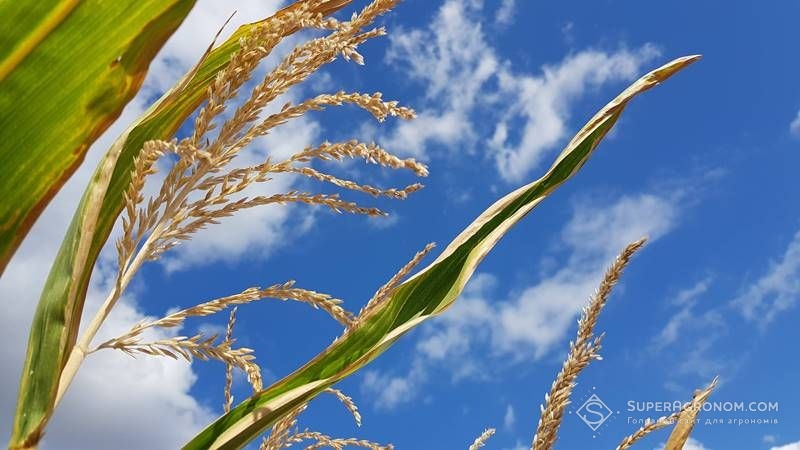 Погодні умови негативно вплинули на оцінку врожаю кукурудзи в Україні — аналітики