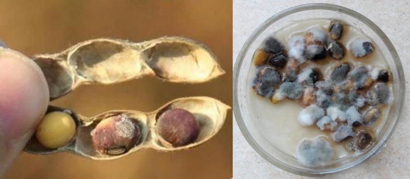 На заході України виявили нове карантинне захворювання сої