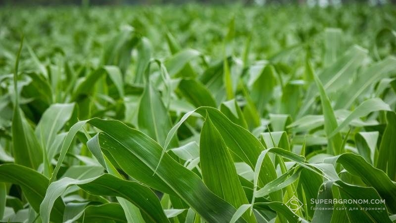 Науковці Інституту зернових культур оцінили стан посівів пізніх ярих у полях
