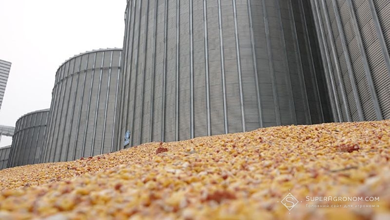 Кукурудза в основних портах України подорожчала, — огляд цін за 18 листопада