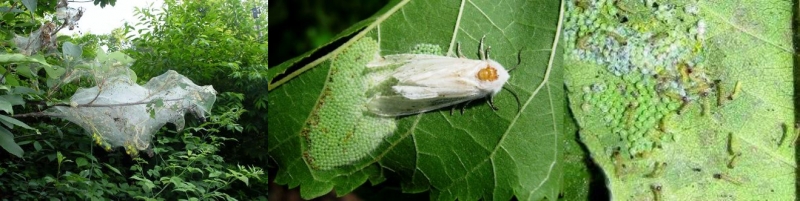 На Кіровоградщині існує загроза поширення американського білого метелика