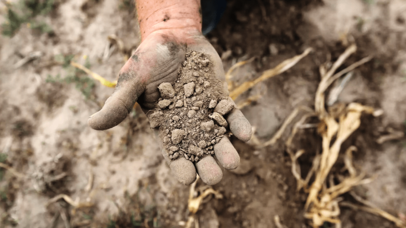 Єврокомісія підтримає сільгоспвиробників, постраждалих від рекордної спеки