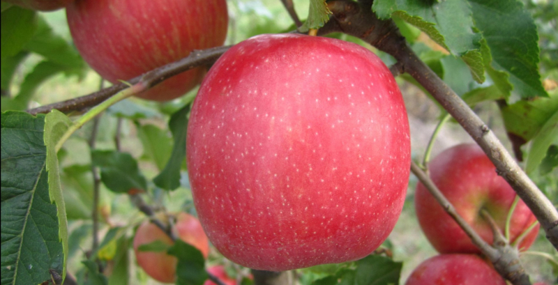 8 миллионов покупателей: за Pink Lady Рынок яблок во Франции медленно, но стабильно теряет потребителей. Меньше домохозяйств покупает, меньше кладет в корзину, меньше возвращается. И только один бренд движется в противоположном направлении.</em></strong></p>
<h2><strong>Рынок проседает: цифры говорят сами за себя Франция — одна из самых больших яблочных стран Европы. По данным CBI, среднее потребление яблок здесь достигает 25 кг на человека в год — почти вдвое больше среднего показателя по ЕС в 15,4 кг. Казалось бы, рынок непреклонен. Но данные Worldpanel by Numerator рисуют более тревожную картину.</p>
<p style=