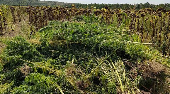 На Кіровоградщині у посівах соняшнику виявили плантацію коноплі