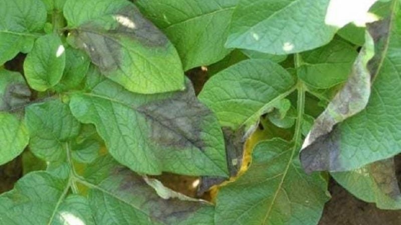 Рослинам картоплі на Волині шкодить небезпечна хвороба