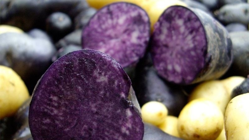 В Іспанії досліджуватимуть новий сорт фіолетової картоплі