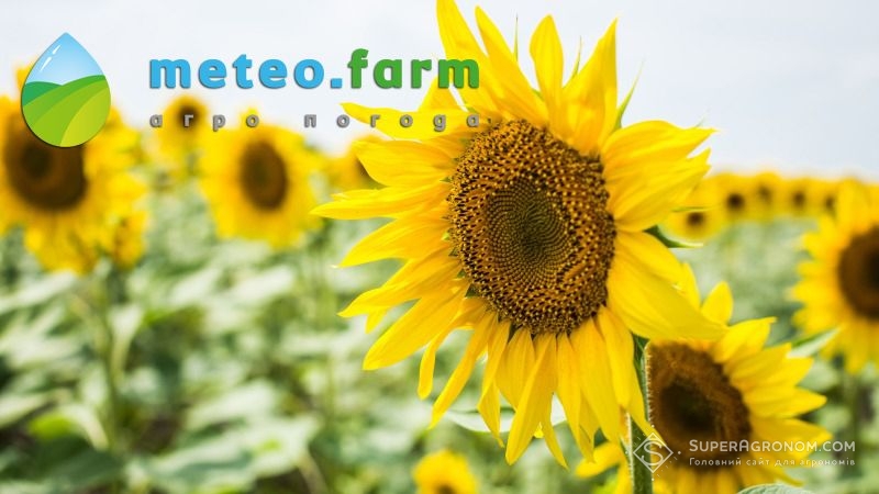Початок серпня відзначився спекою на посухою на полях — Метео Фарм