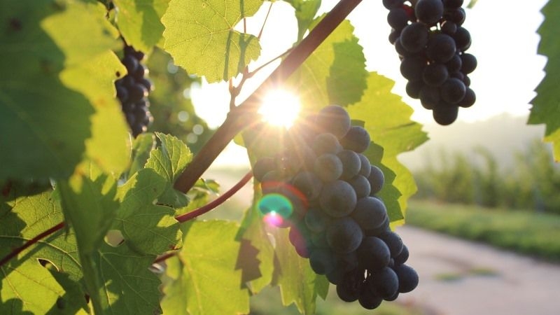 Верховна Рада прийняла законопроект про стимулювання розвитку виноградарства