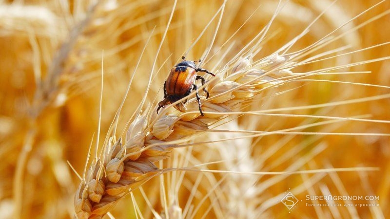 Аграріїв попереджають про ризик зростання шкодочинності хлібного жука