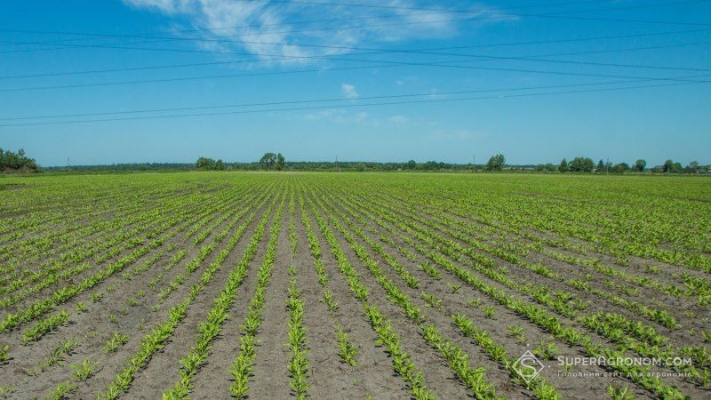 Посівні площі під цукровими буряками в Україні зменшились на 5% — аналітики