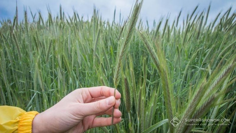 Урожайність гібридного жита на Харківщині може перевищувати 7 т/га