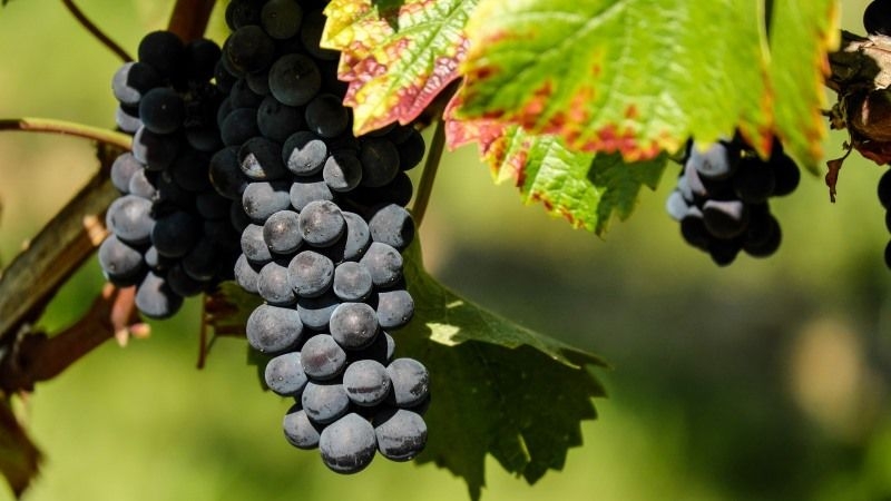 Озвучено прогноз на цьогорічний врожай технічного винограду