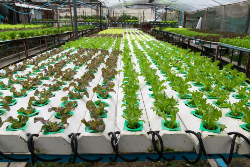 Аквапоника может совершить революцию в сельском хозяйстве