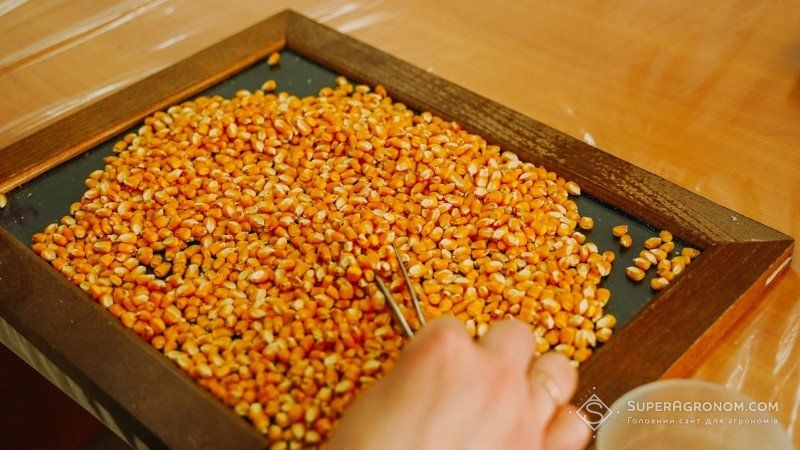 Щорічно в Україні реалізується до 30% підробленого насіння — експерт