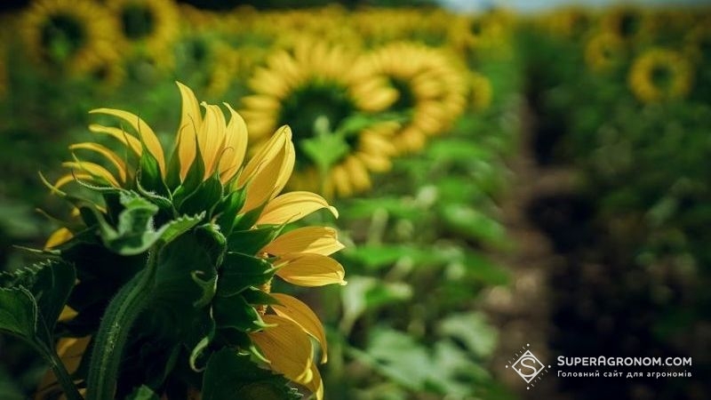 Соняшник виборов першість за рентабельністю агровиробництва у минулому році