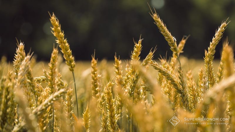 Через погоду зниження врожайності озимих на Сумщині сягне 15% — прогноз